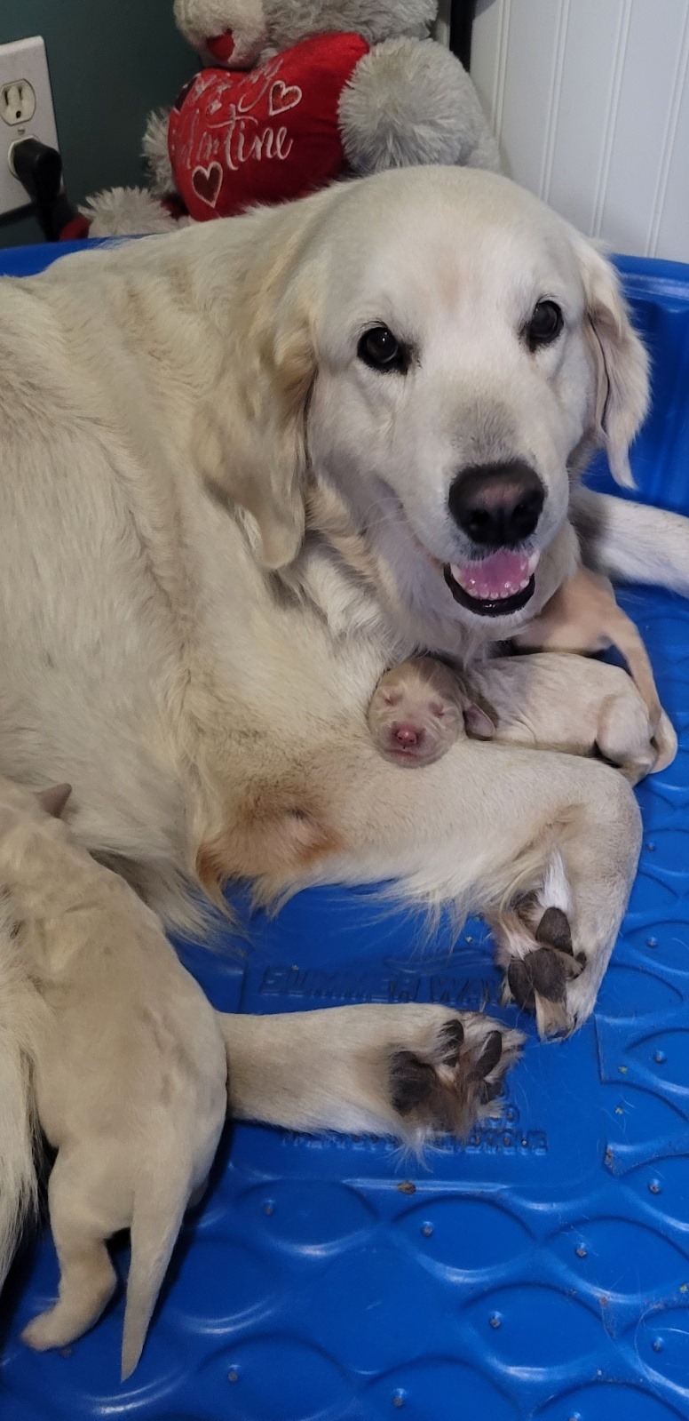 Our gorgeous... - Golden feather farm of Doodles and Poodles