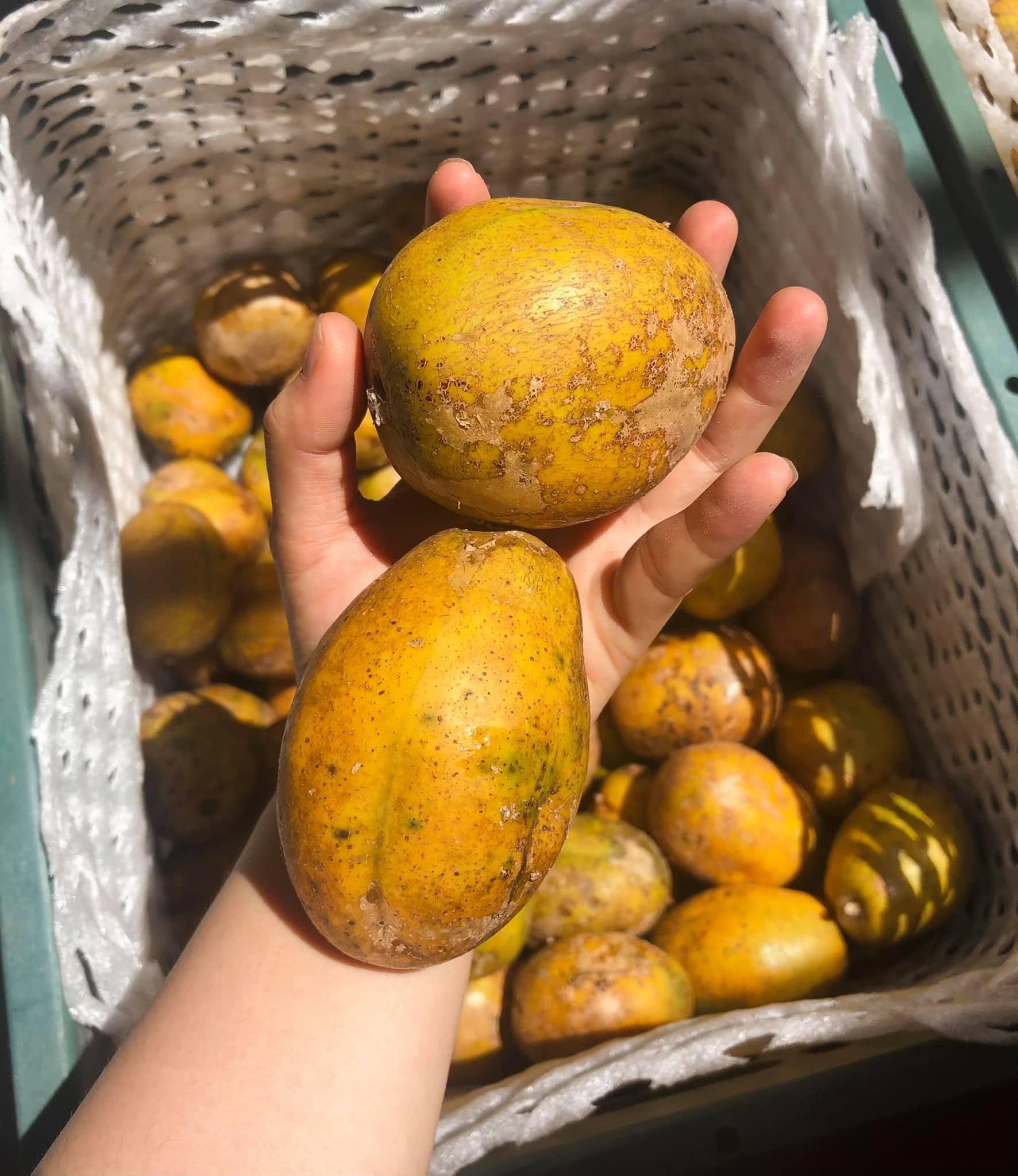 Cóc chín Sài Gòn
