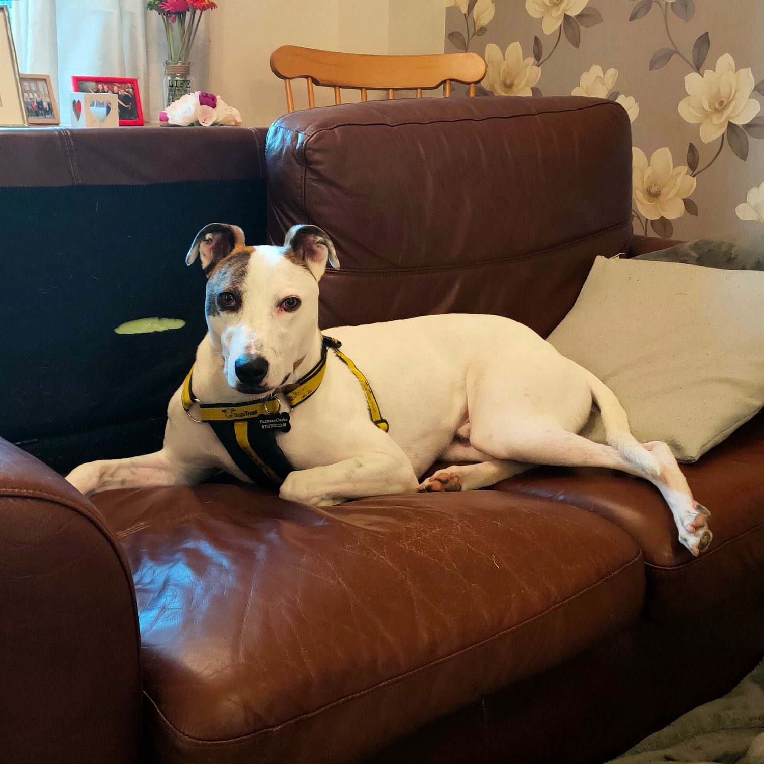 Woody Dog Care - I have the pleasure of hanging out with little guy for ...