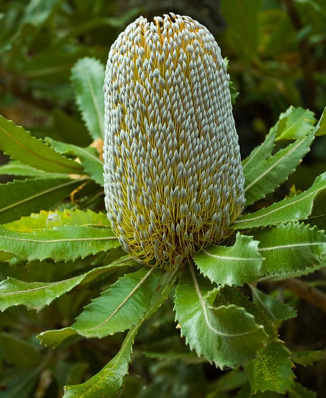 Ku-ring-gai - Fun fact Friday 🍯 Banksia serrata, also known as the old ...