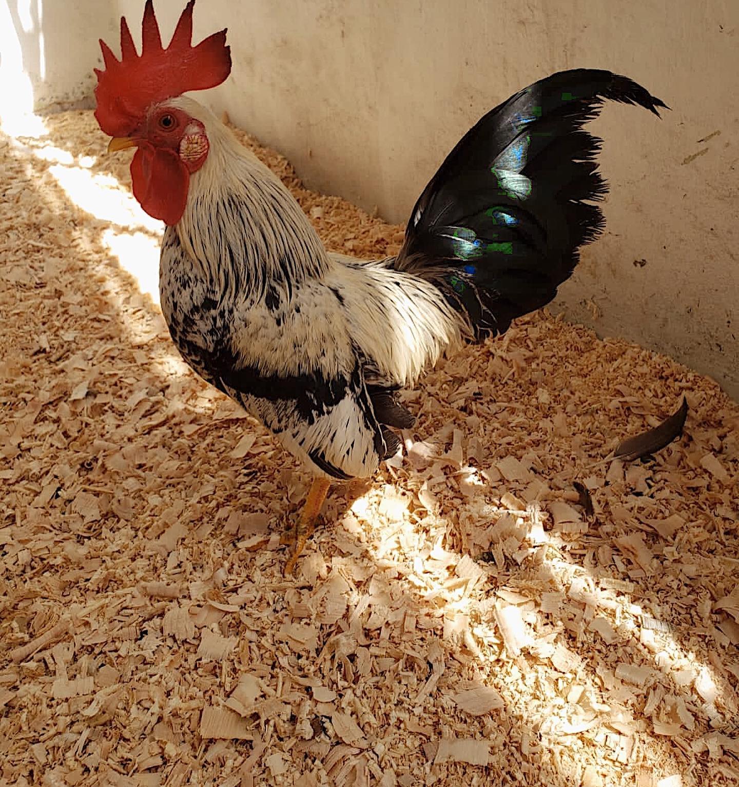 Próximamente venta de kikirikis,... - Granja 14 semillas