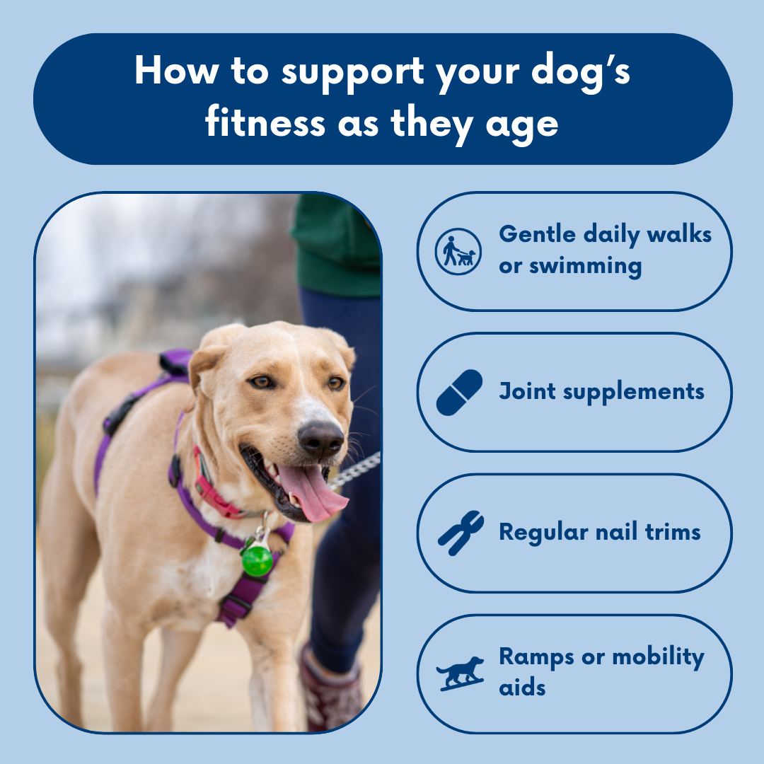 Capricorn - Regular exercise is just as important for senior dogs as it ...