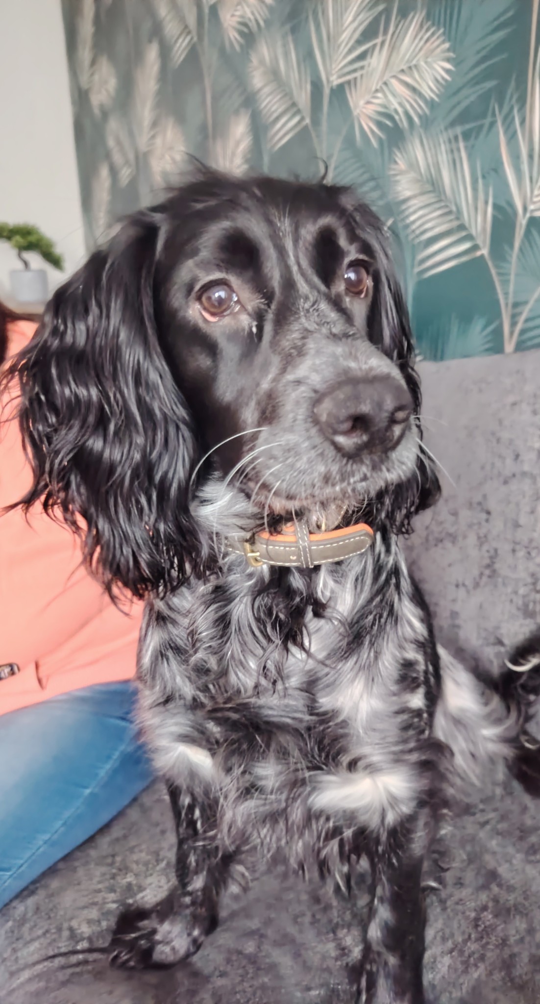 Northern... - Northern English Springer Spaniel Rescue