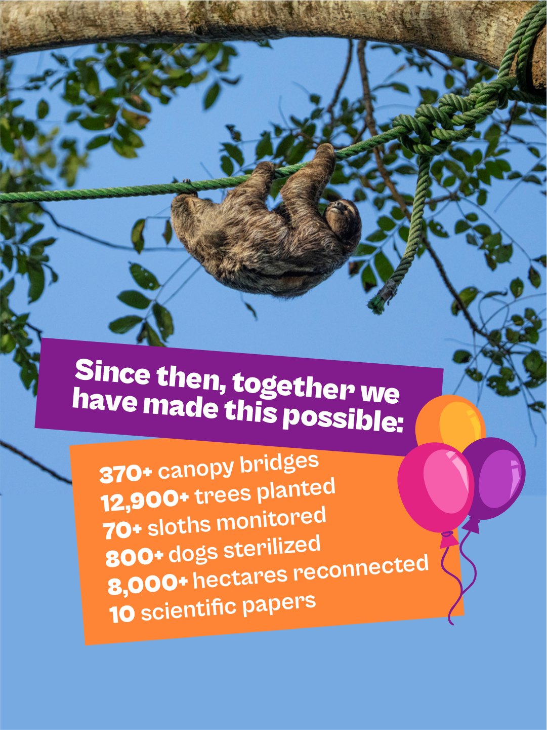 The Sloth Conservation Foundation - 💚 Our 11 new sloth tracking collars ...