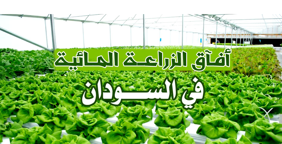 مهندسة فلسطينية ت دخ ل الزراعة المائية إلى قطاع غزة مرصد المستقبل