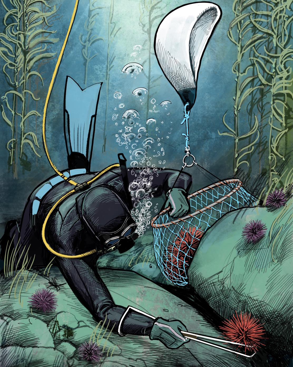 The Scow - Red Sea Urchin diver using a “rake” to gather... | Facebook