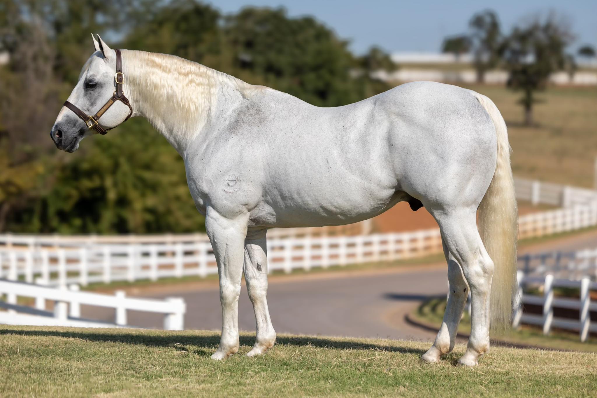 Diamond Dub Quarter Horses... - Diamond Dub Quarter Horses
