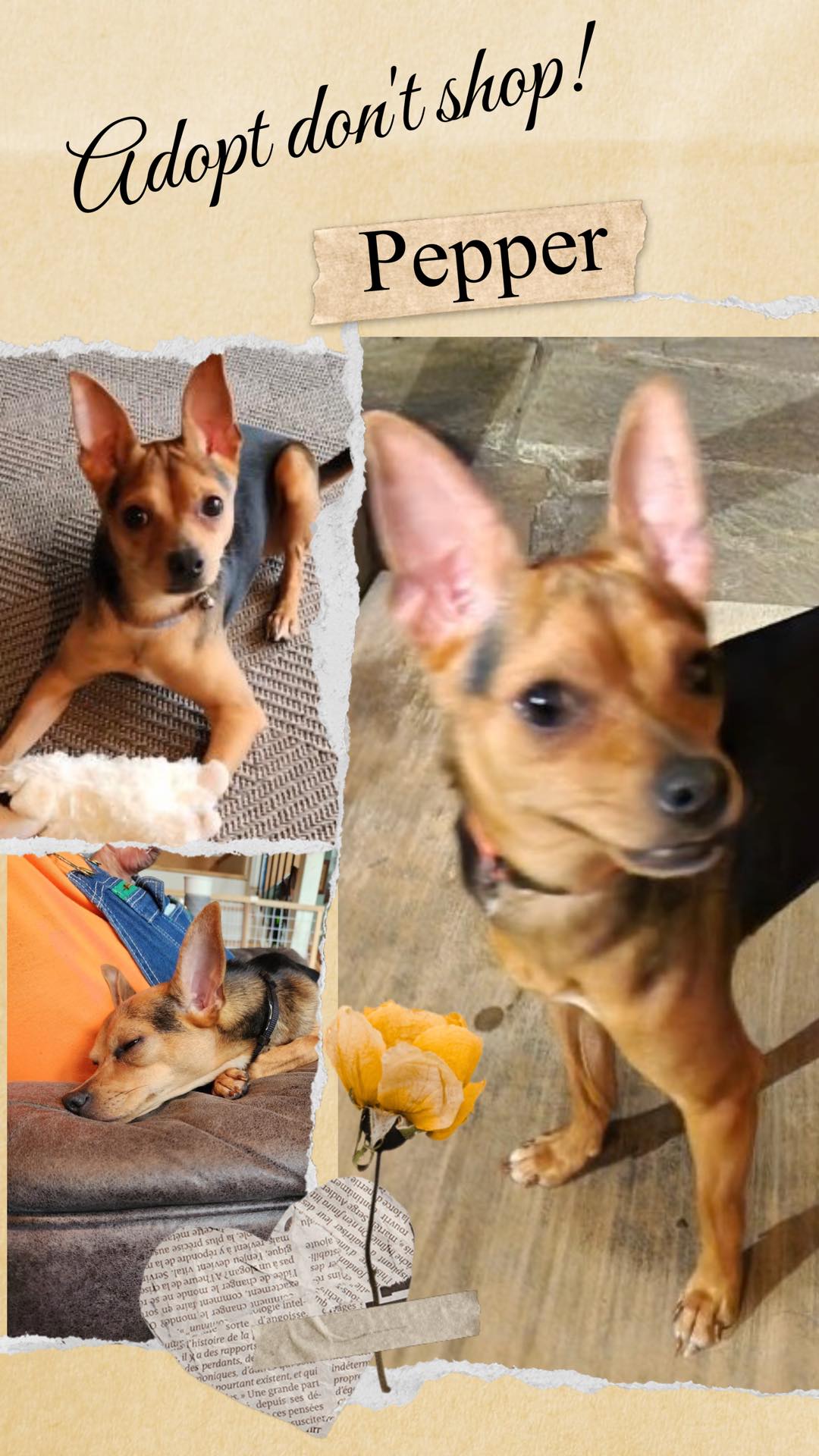 Chihuahua - Meet Pepper, a spirited chihuahua/min Pin mix bursting with ...