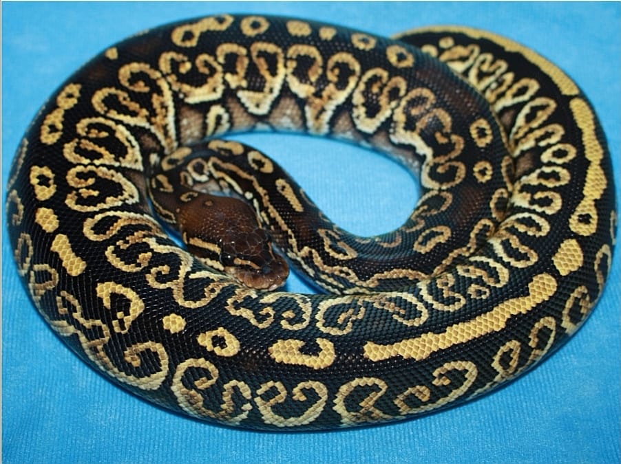 Mega Morph - Hayabusa (ฮายาบูสะ)...