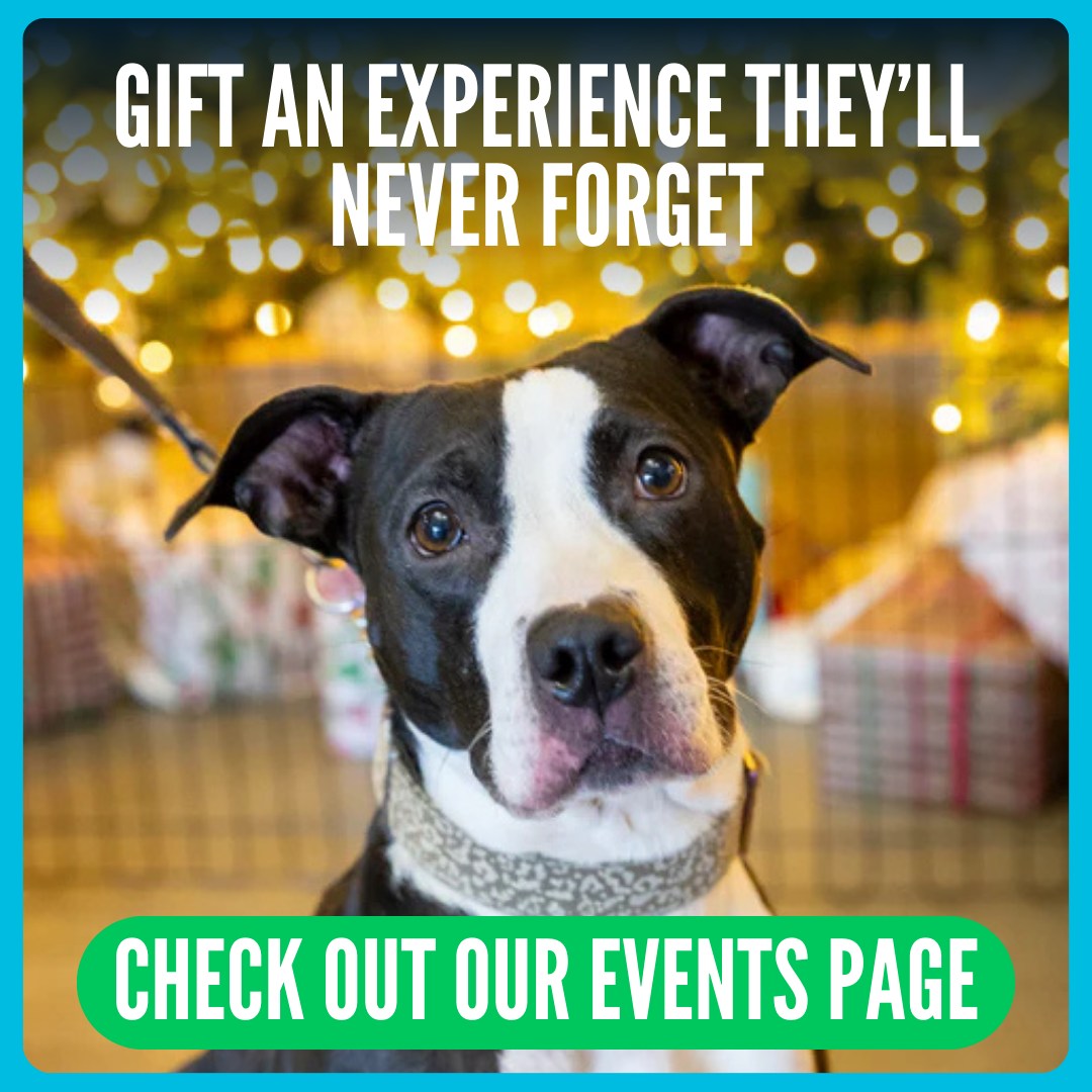 Hamilton/Burlington SPCA - Very Special Adoption Update! While every ...