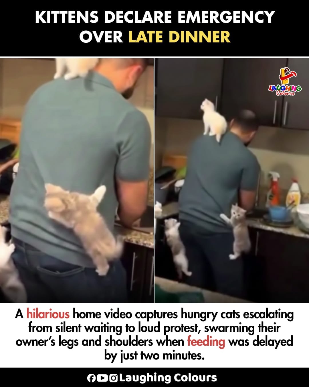 Laughing - Kittens demand dinner now 😹 #FunnyVideo #CatsOfInstagram # ...