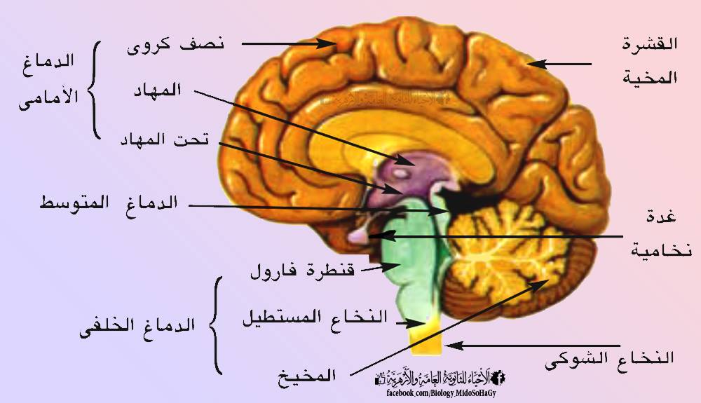 #أحياء_2ث 💛 المخ - Brain | أكبر... - الأحياء للثانوية العامة