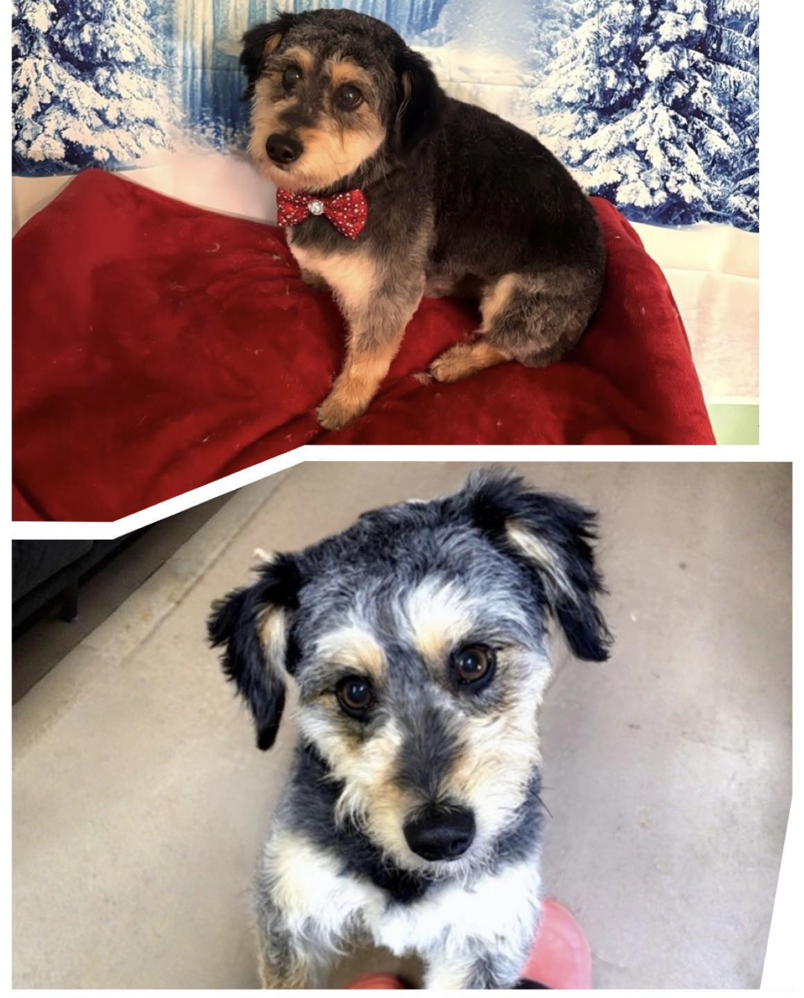 Project - ️ADOPTED ️ Hi all....its Smokey. I feel so much better after ...
