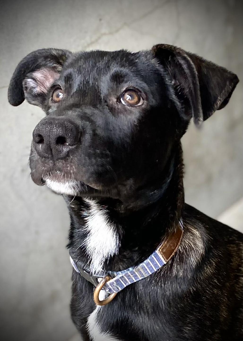 RSPCA - 💕🐾 🌸 🐾 💖 BELLA 💖 🐾 🌸 🐾💕 This utterly gorgeous 3.5‑month‑old ...