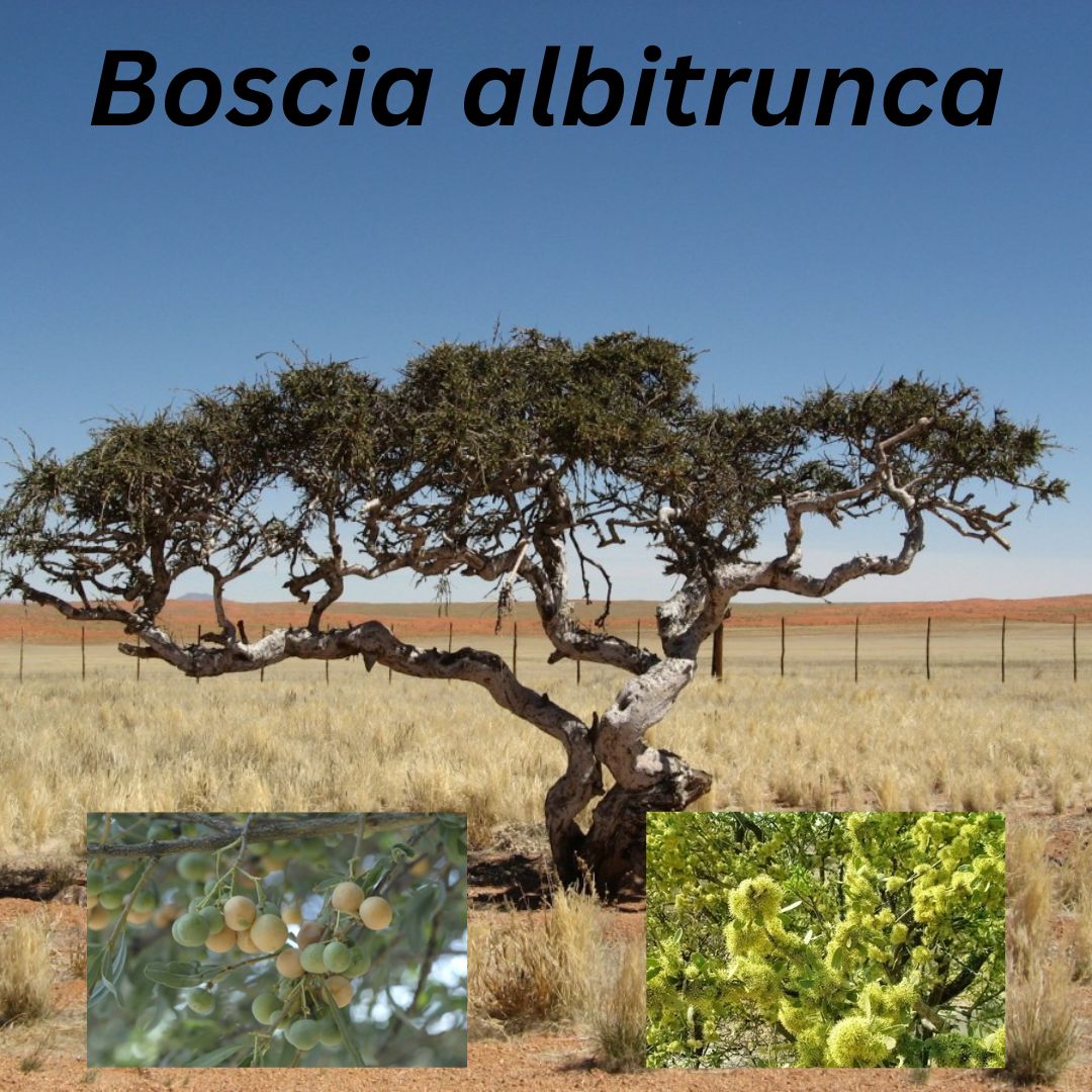 Enviro - GET TO KNOW NAMIBIA’S PROTECTED TREES Boscia albitrunca ...