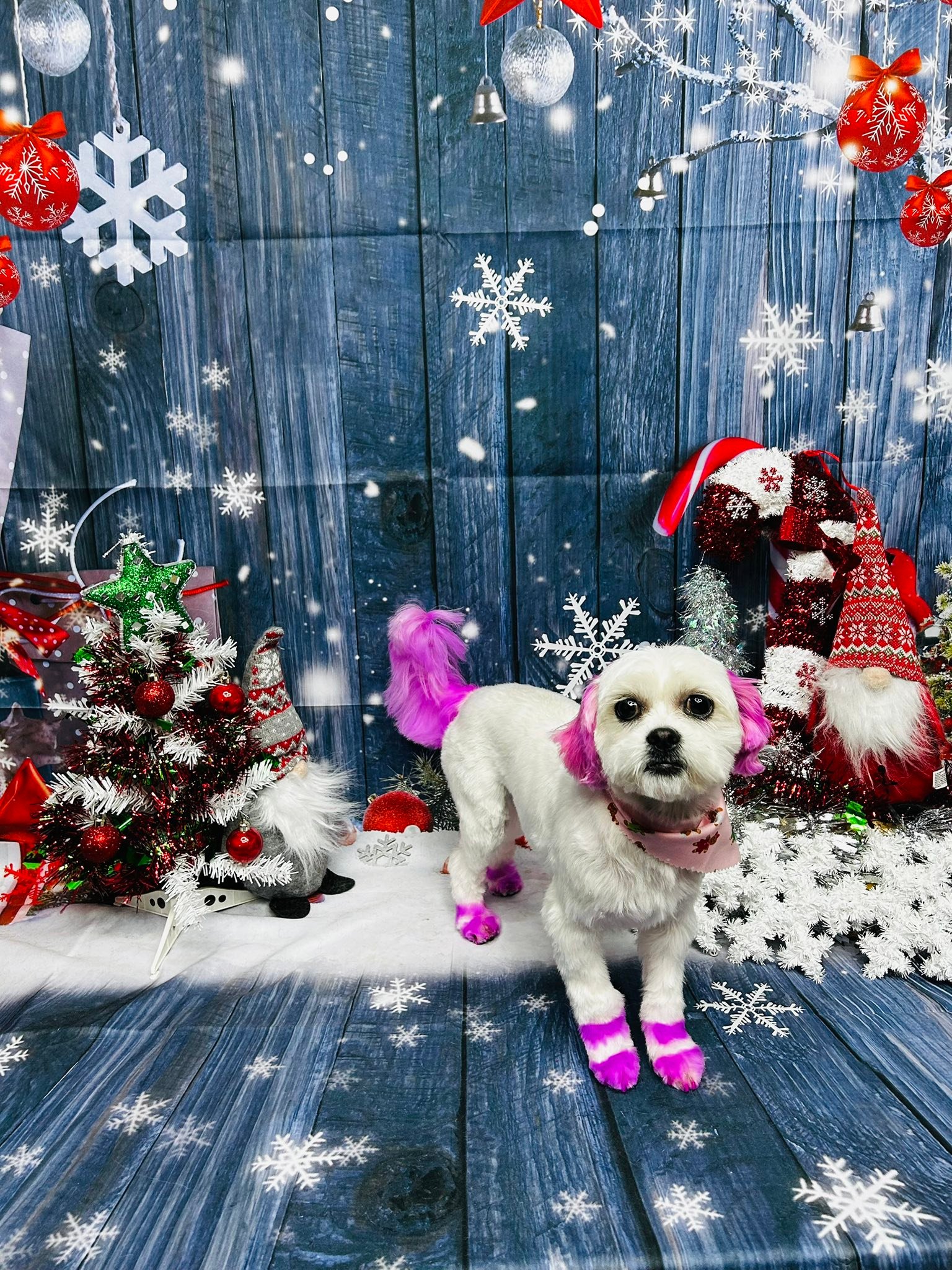 Ali’s Ruff To Ravishing Groomz | Odessa TX