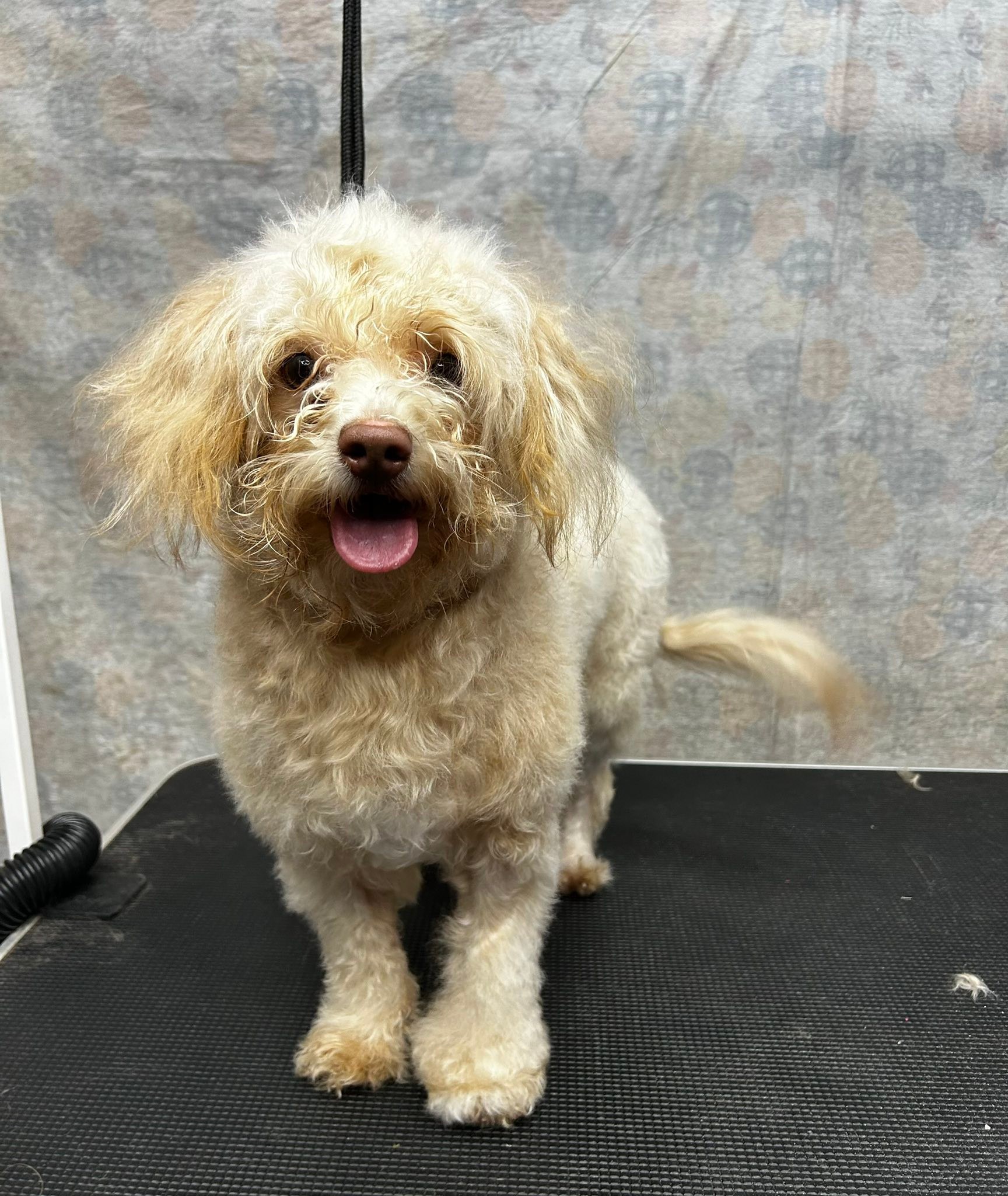 Ali’s Ruff To Ravishing Groomz | Odessa TX