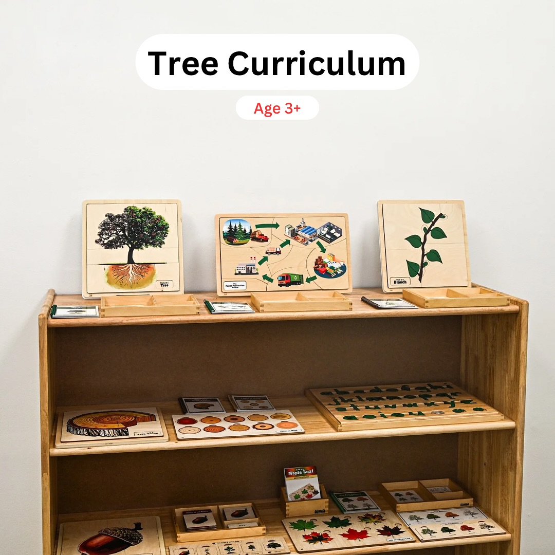 Tree Curriculum 🌳 Parts of a Tree –... - Alison's Montessori | Facebook