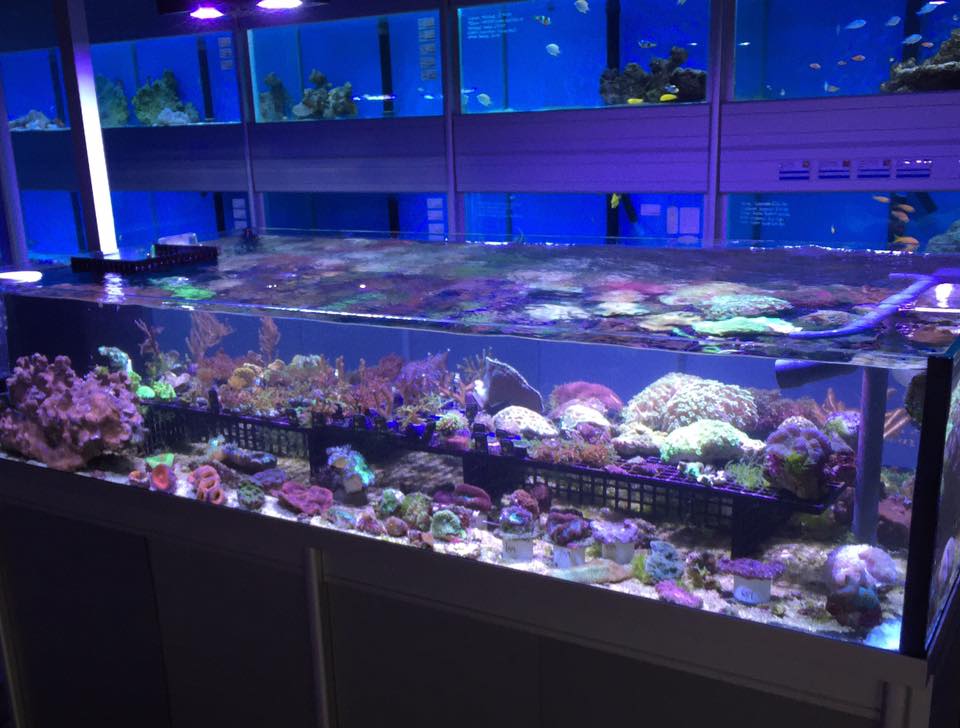Hobby Fish - The coral tables are rammed with loads of...
