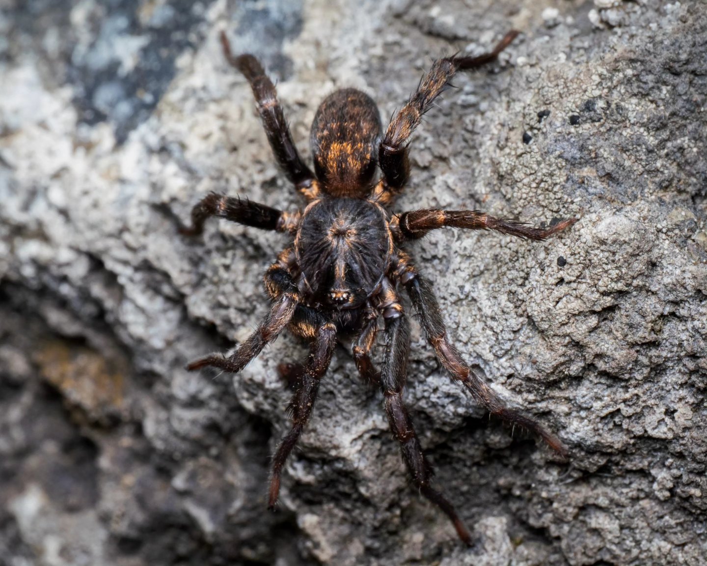 The spider species, found in Mexico, is roughly the size of a