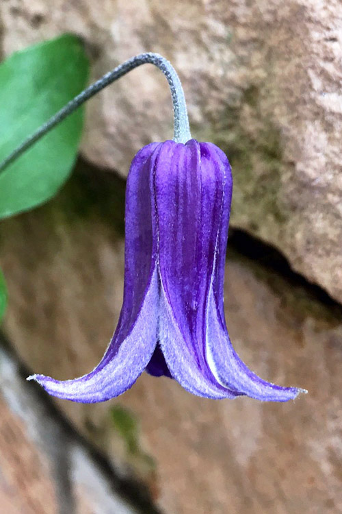Wilson - Exceptionally hardy and easy to grow and long-lived, ‘Roguchi ...