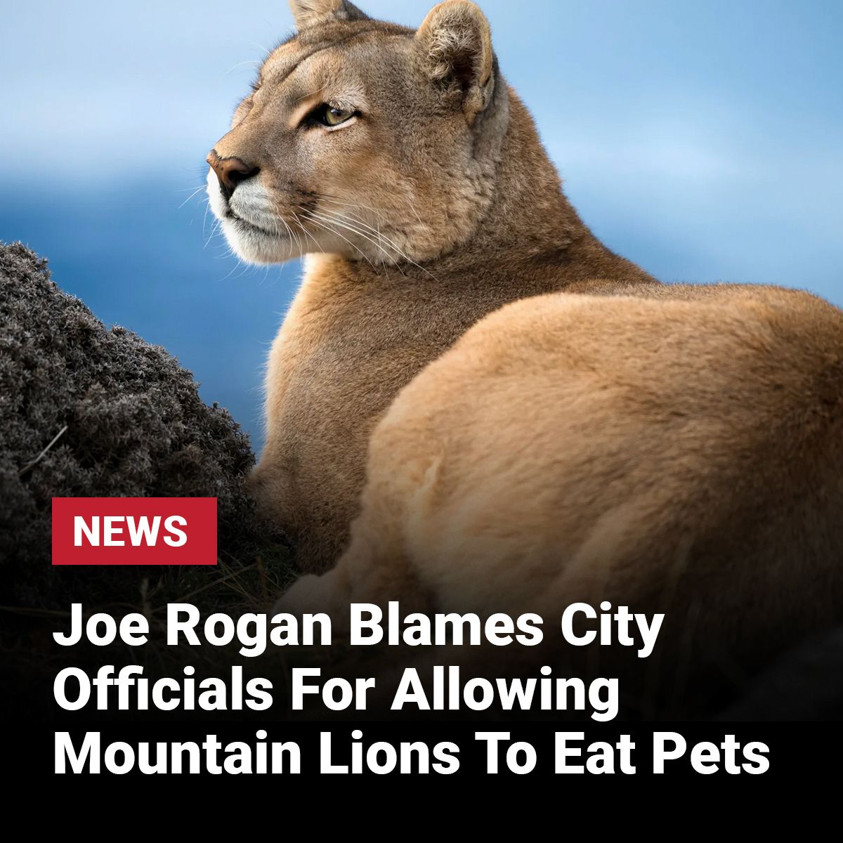 Faves USA - Joe Rogan is calling out city officials for... | Facebook