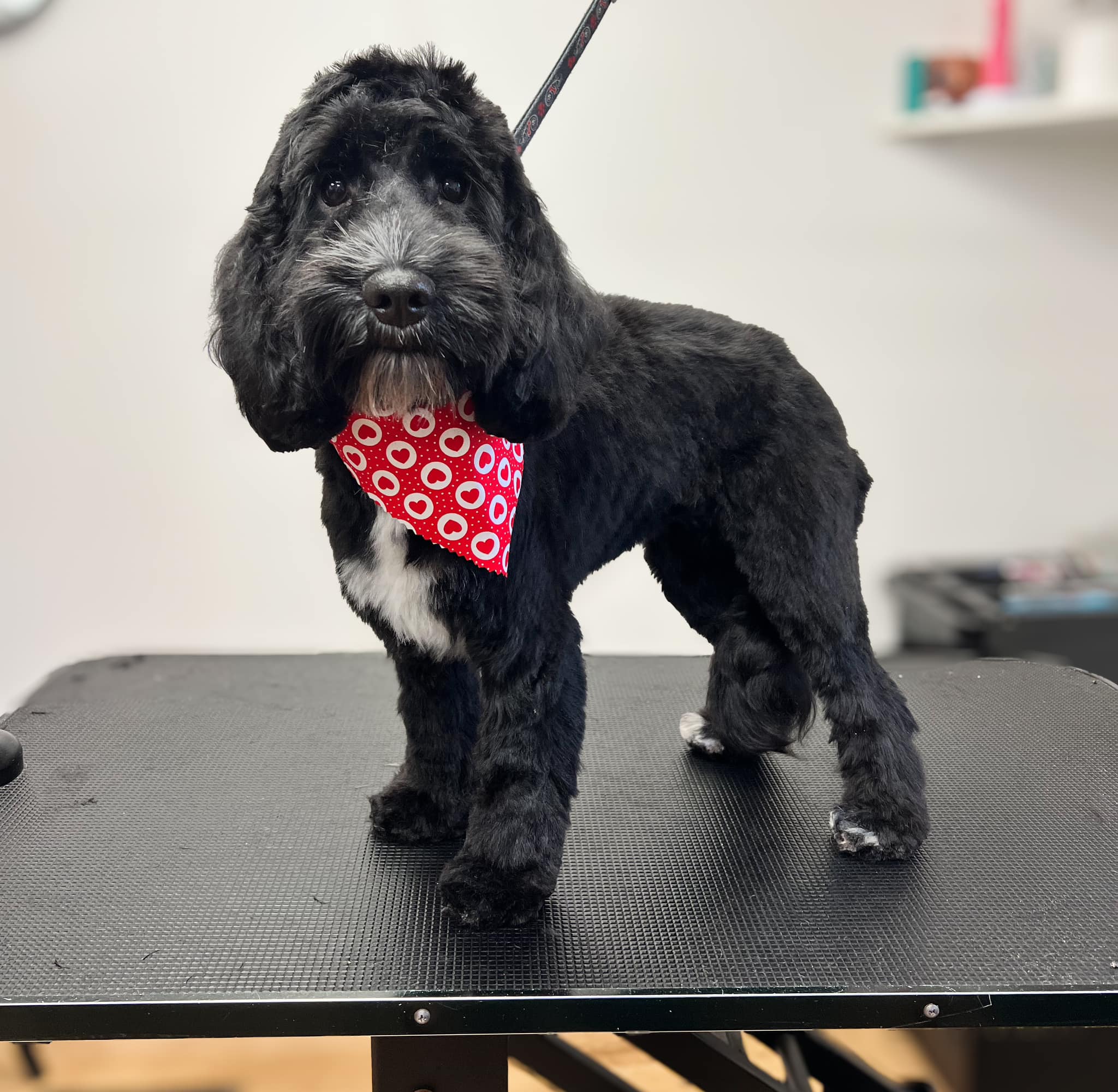 Dapper Dogs | Hawarden