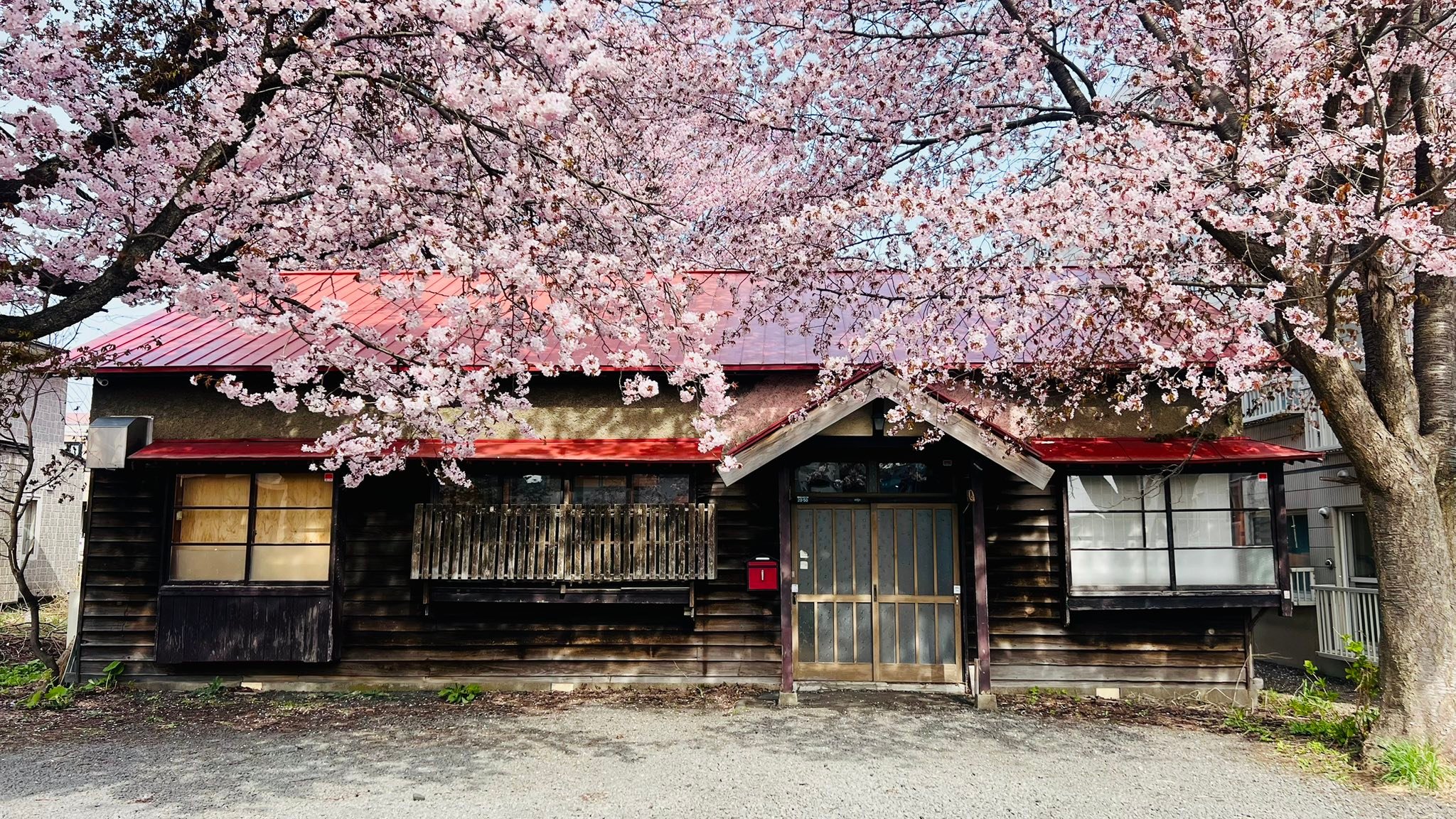 Best time for cherry blossom in Sapporo?