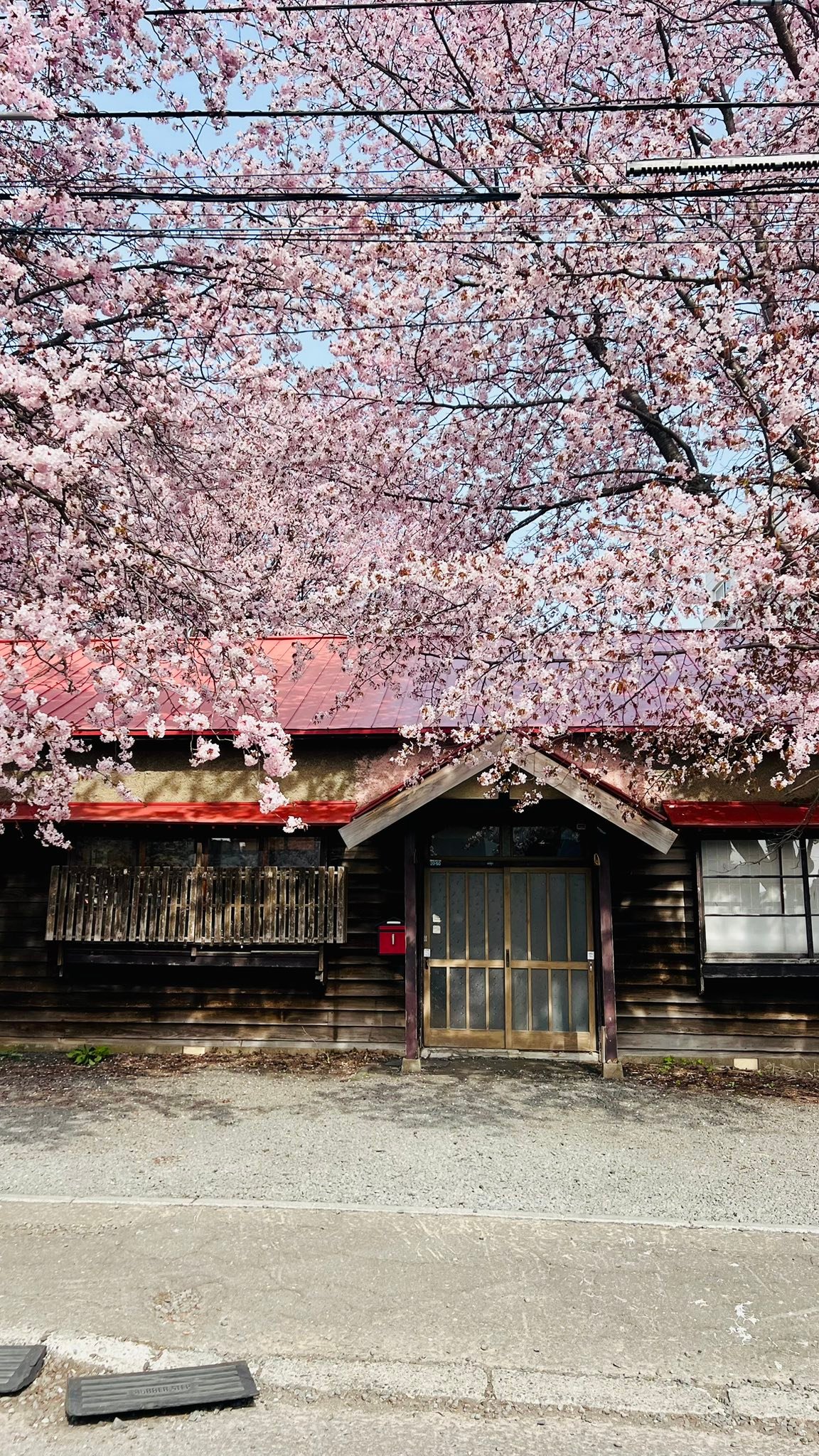 Best time for cherry blossom in Sapporo?