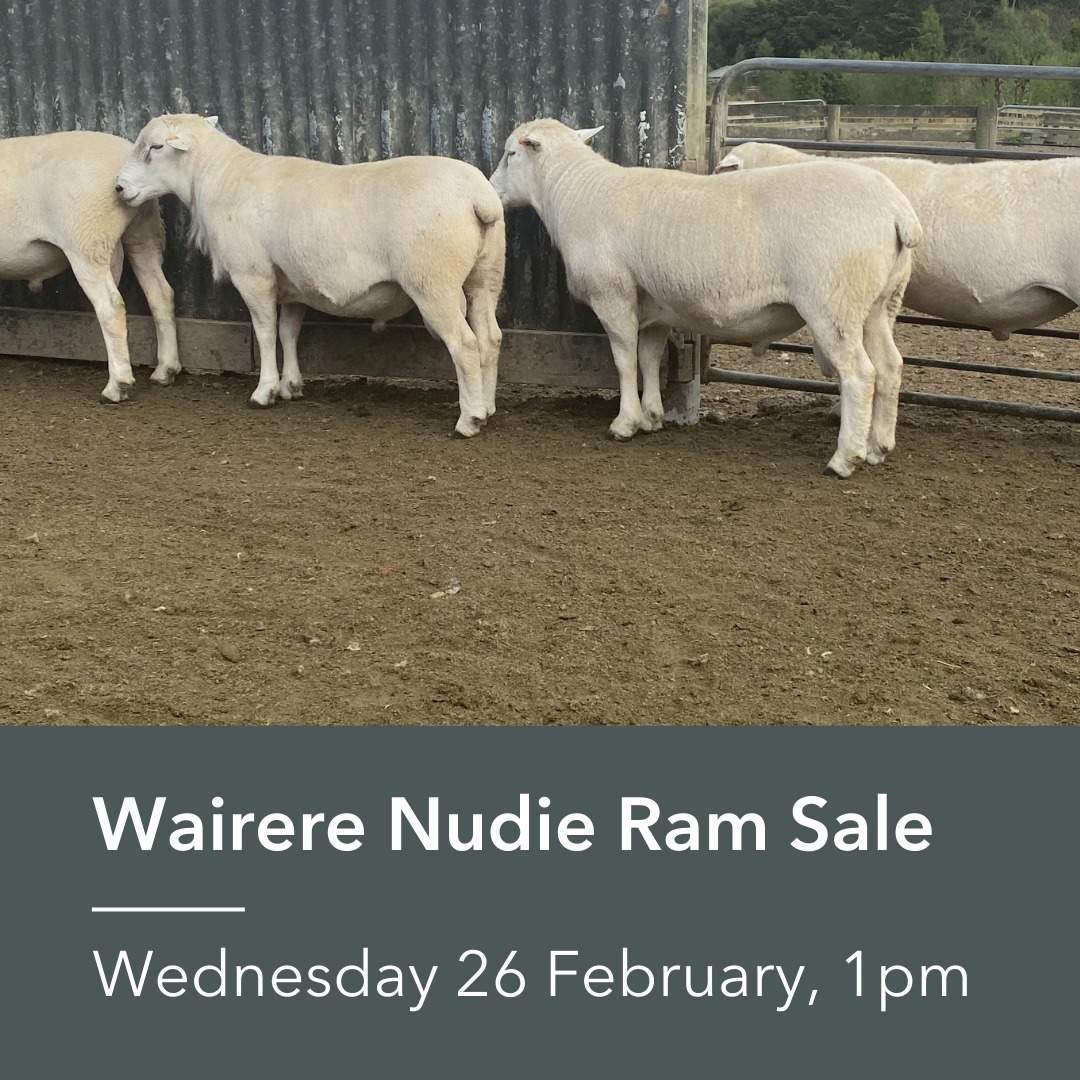 PGG Wrightson Livestock - Wairarapa | Facebook