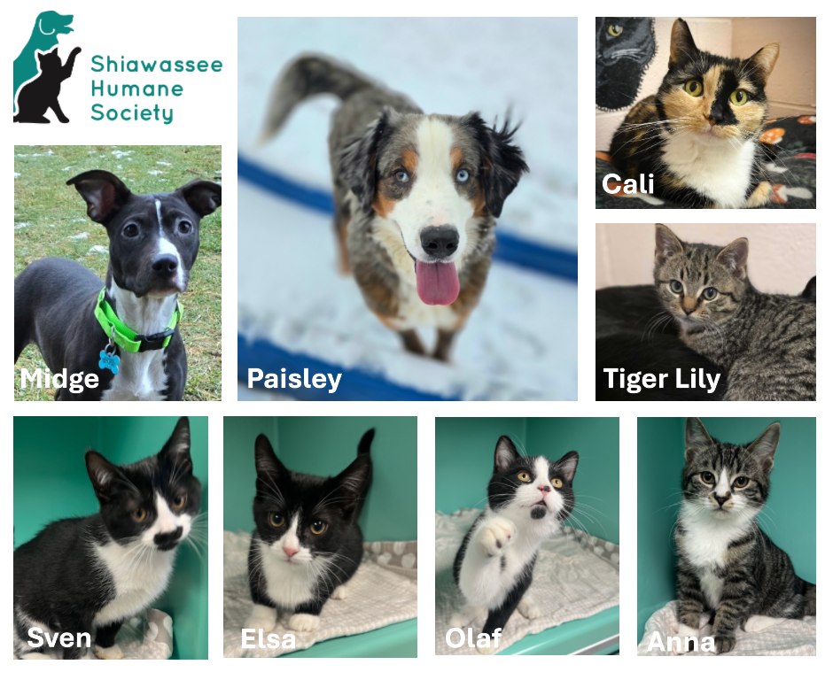 Check out all these adorable... - Shiawassee Humane Society | Facebook