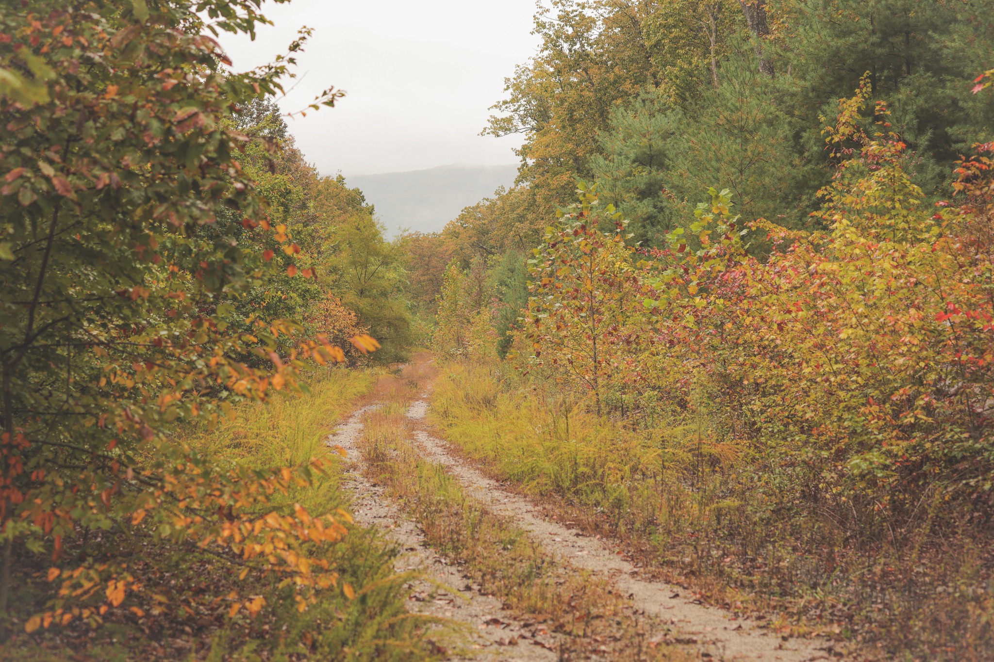 🔴NEW LISTING🔴 #TheSmallTownWay 615± Acres in Morgan County, Tennessee ...