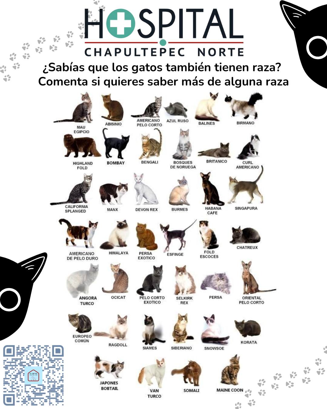 Hospital - 😺 ¿Sabías que los gatos también tienen raza? 😺 ¡Así es! No ...