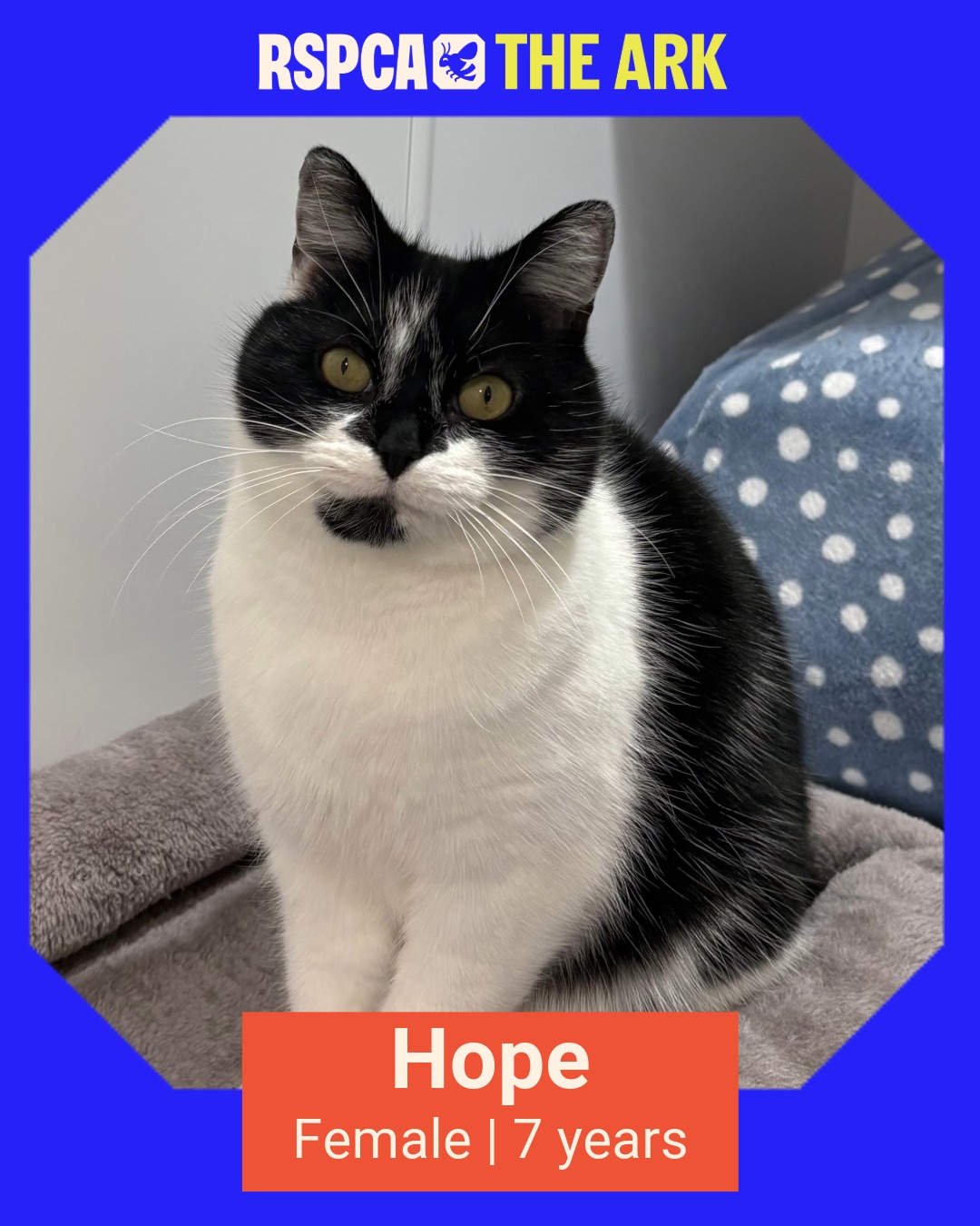 RSPCA The Stubbington Ark... - RSPCA The Stubbington Ark