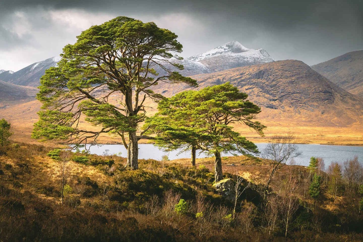 Damian - Pines over Loch Dochard #Scotland #Argyll #Highlands ...