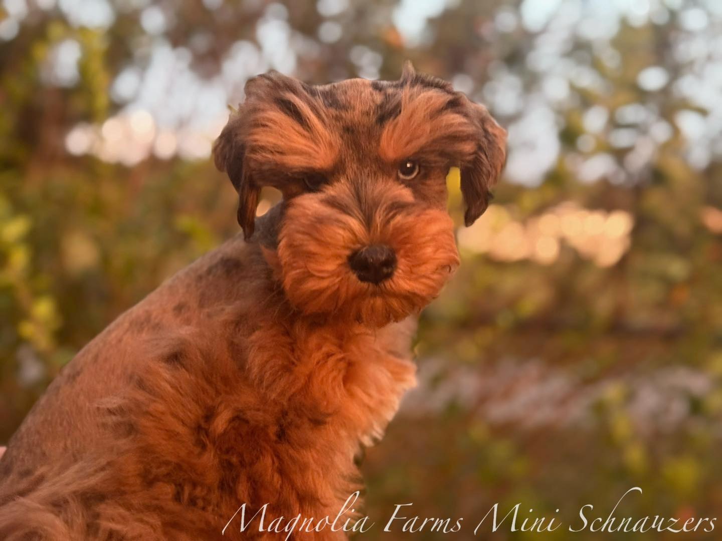 Magnolia Farms Mini... - Magnolia Farms Mini Schnauzers