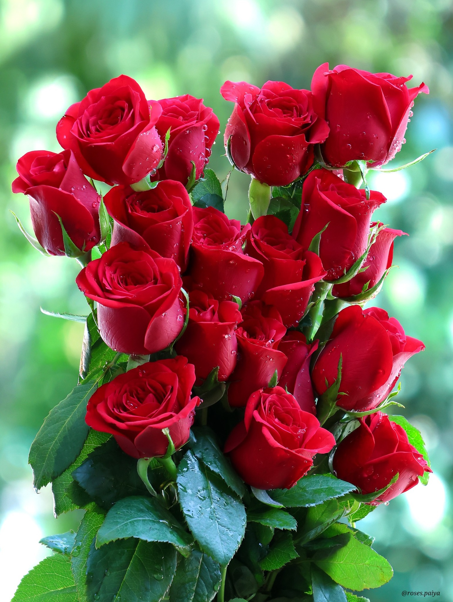 Roses - For you | Facebook
