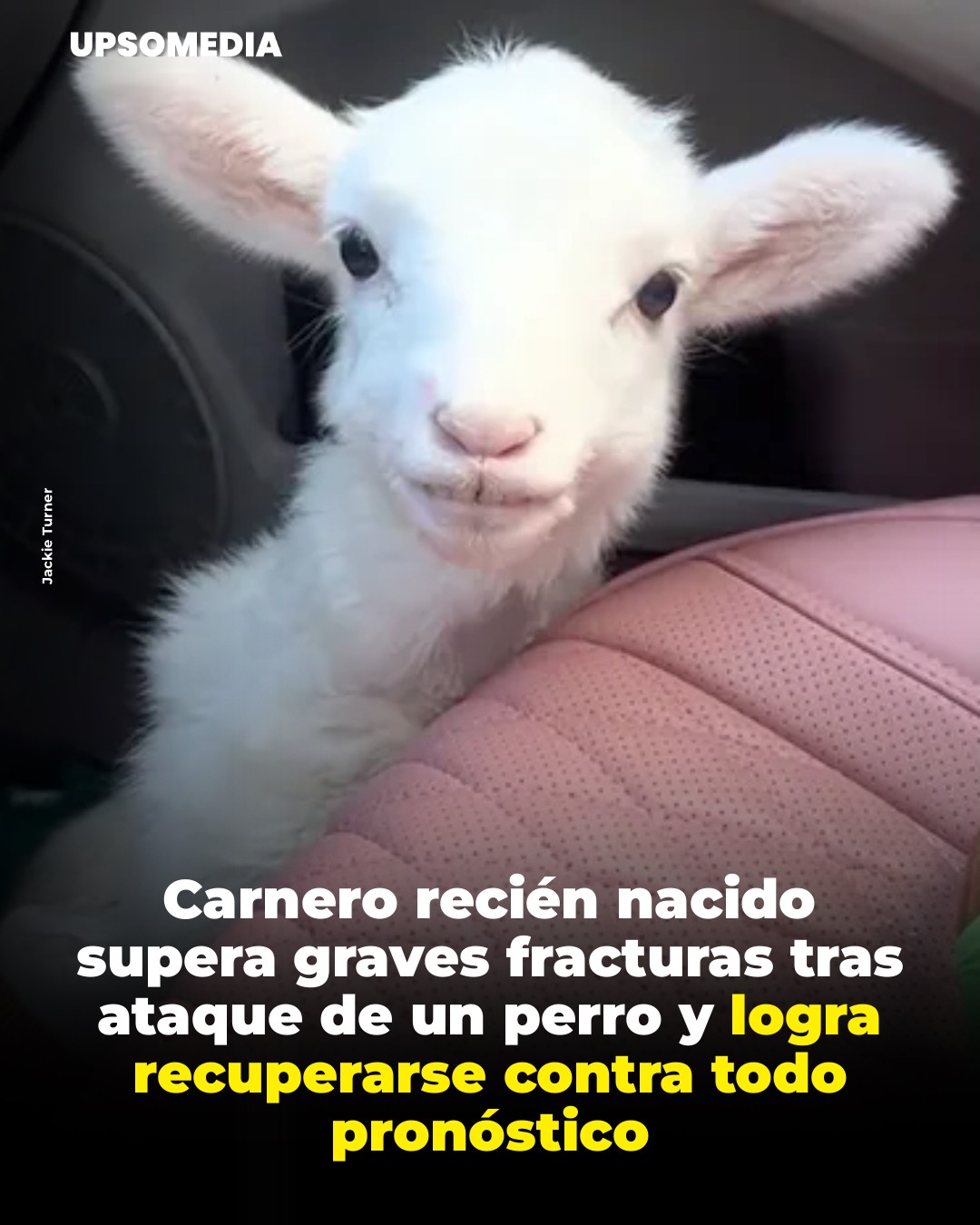 Mensajes - Timothy tenía solo horas de vida cuando sufrió un ataque por ...