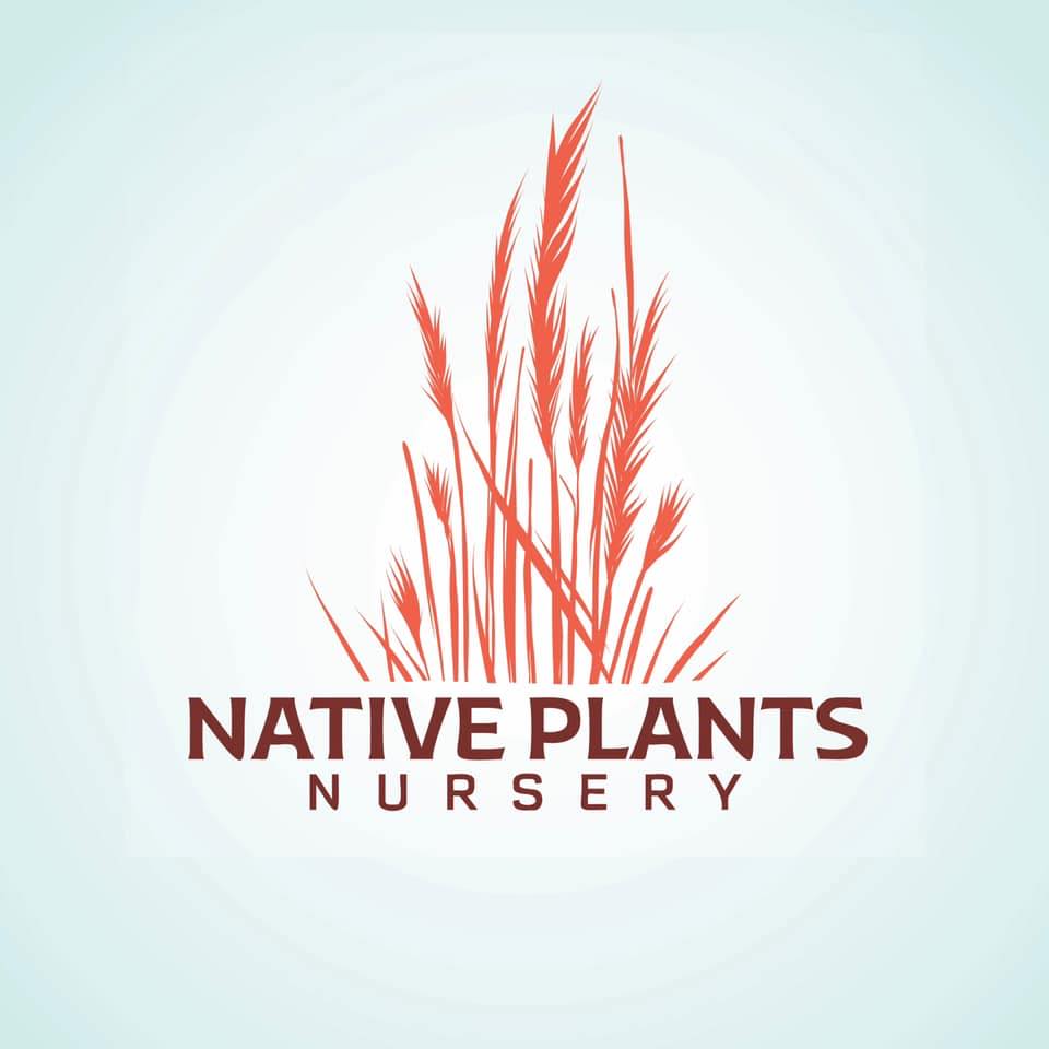 Amorpha fruticosa, FALSE INDIGO, is a fast-growing legume that provides ...