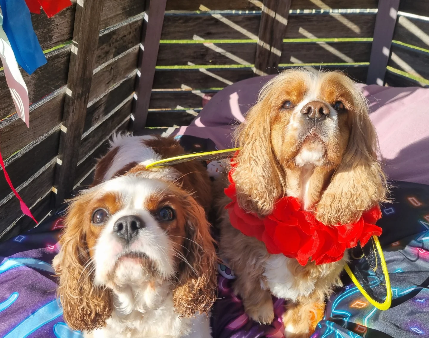 VIP Dog Club - VIP Dog Club added a new photo — in Lake...