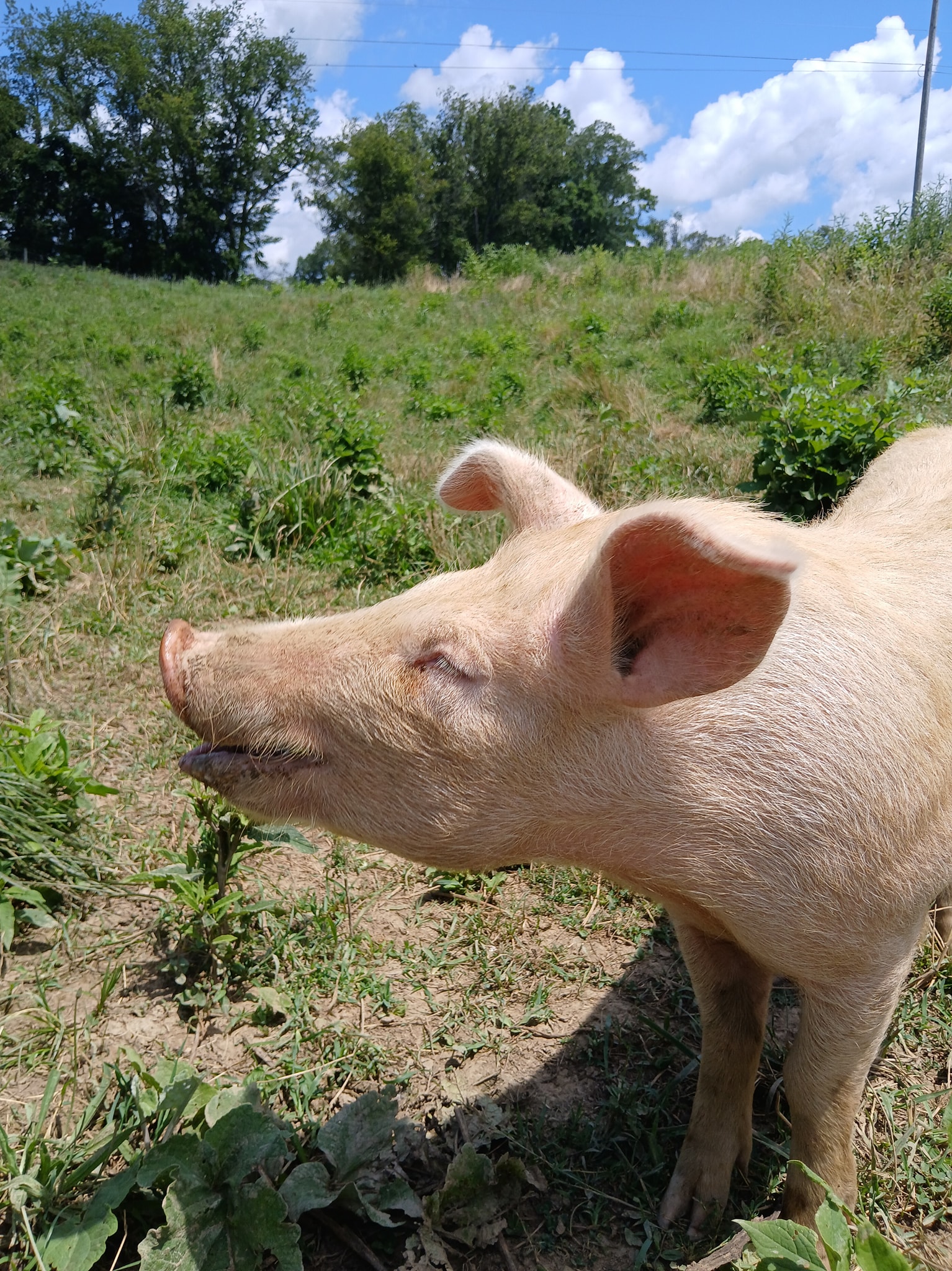 Kelly Ridge Farms LLC | Meadowview VA