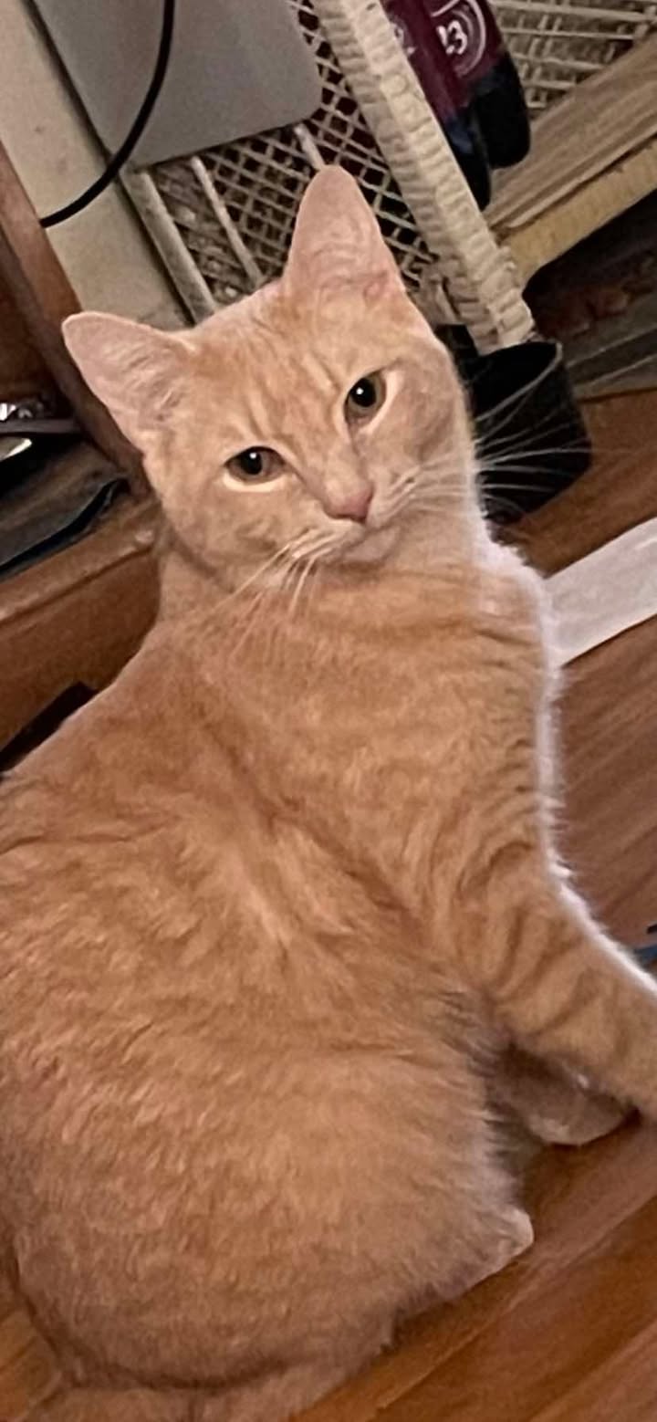 Have you seen this missing orange cat in Habersham County?