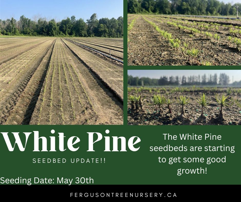 🌱 Seedling Update! Check out these... - Ferguson Tree Nursery | Facebook