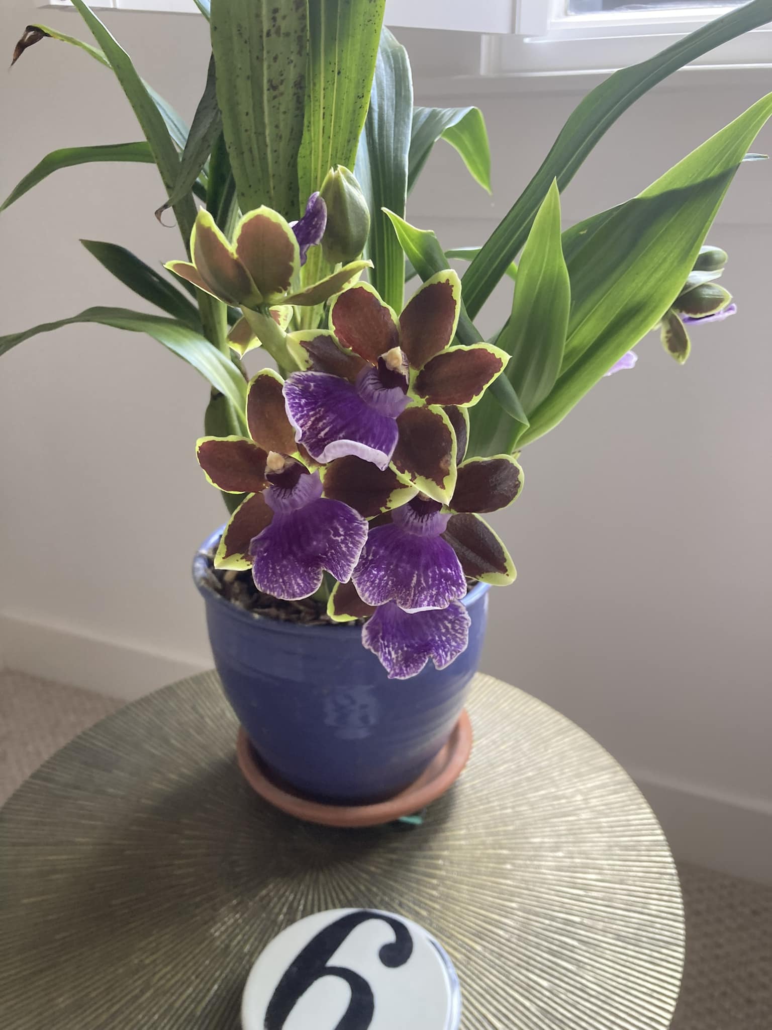 Zygopetalum kiwi choice 'smiley' x 'arthur elle' orchid review