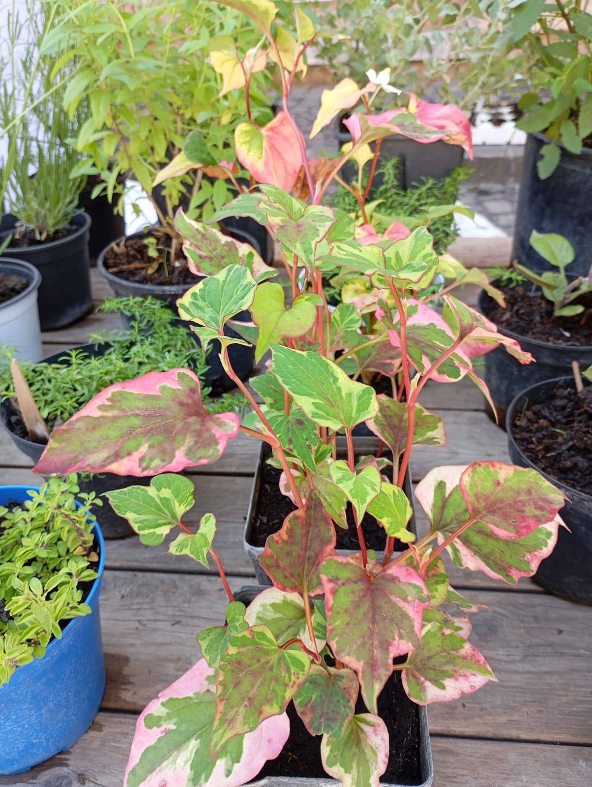 Trim.N.Jig - Taglierina Per Lenze Da Pesca A Mani Libere, In Acciaio Inox, Da Montare Sul Palo