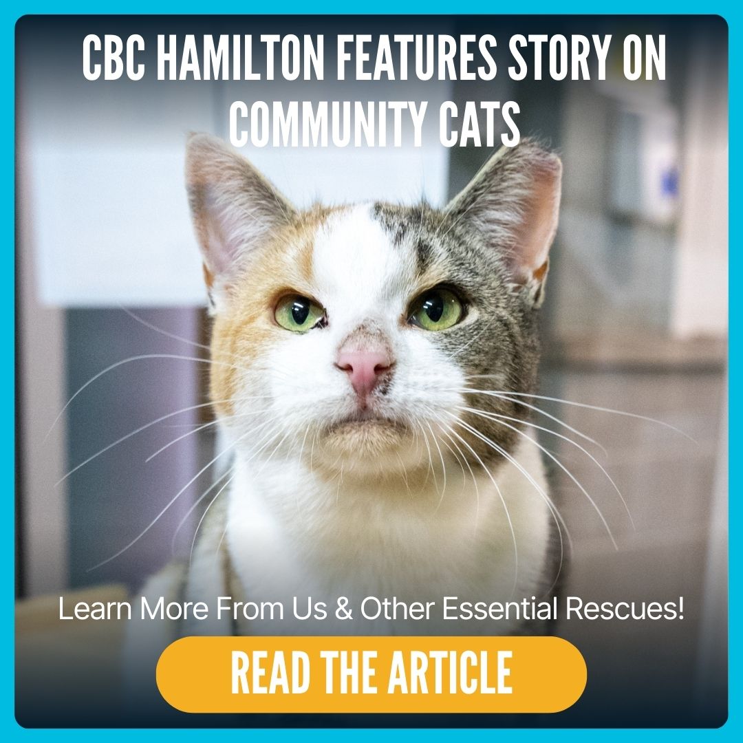 Hamilton/Burlington SPCA | Hamilton ON