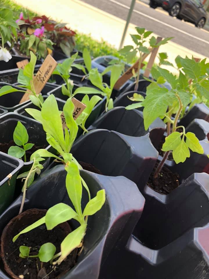 Village Roots - Community Gardening Project
