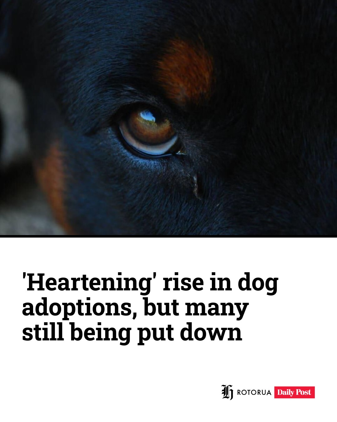Rotorua - Council highlights need for potential dog owners to make ...