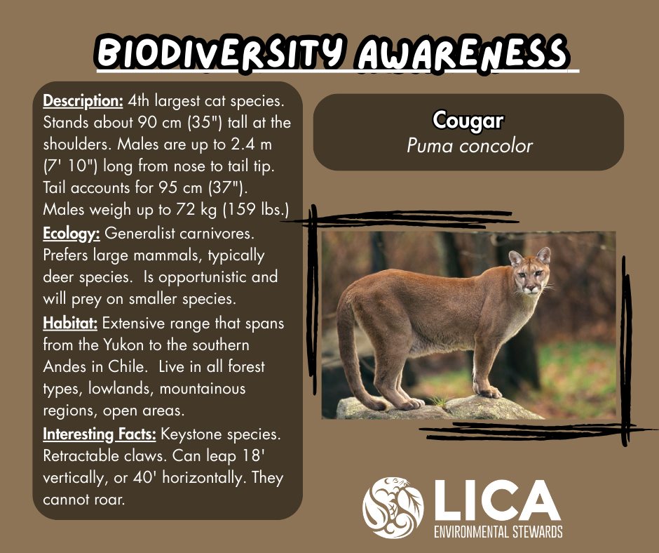 Cougar is just one of many... - LICA - Environmental Stewards | Facebook