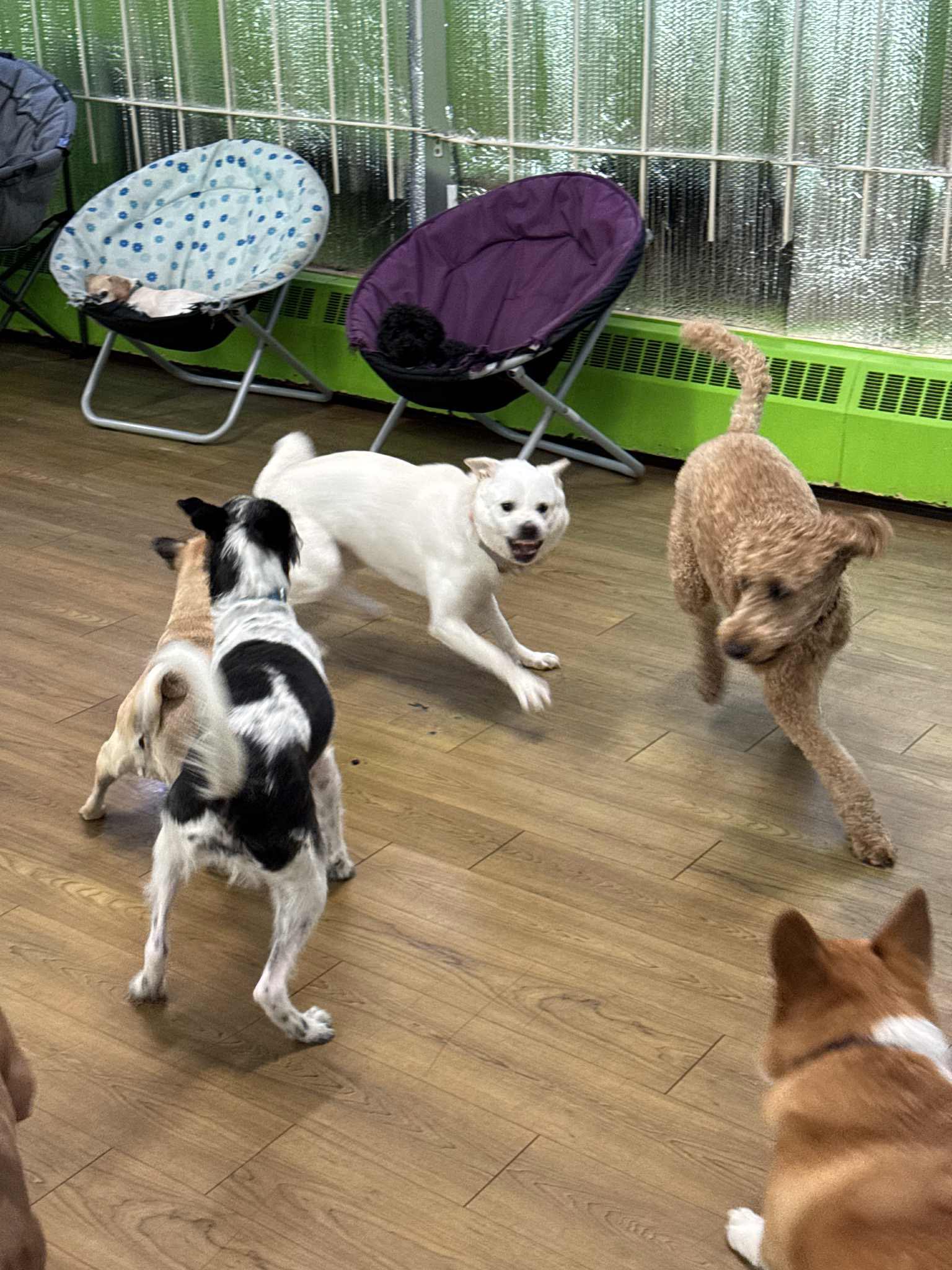 Red Woof Inn Doggie Daycare : Red Woof Canine Training Center and ...